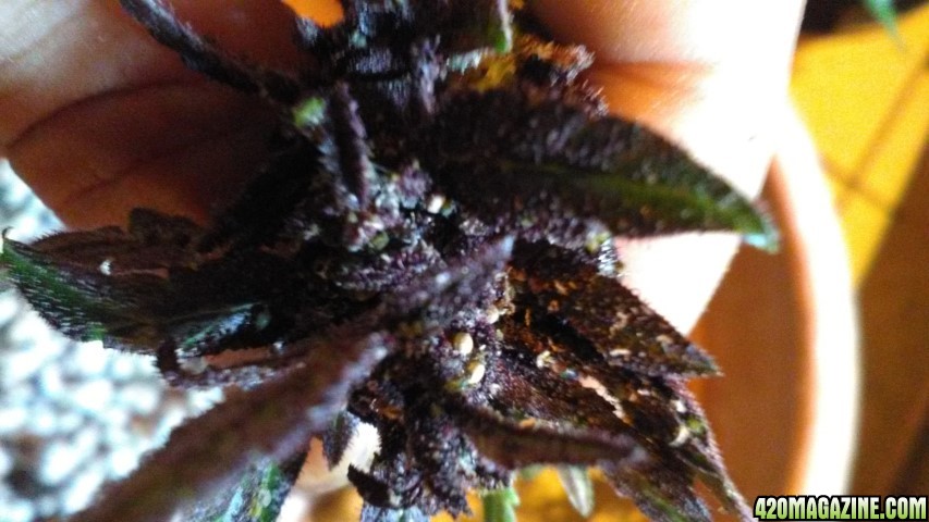 leaves_of_narco_purps_2_Small_.jpg
