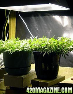 low-stress-training-marijuana-growing-indoors.jpg