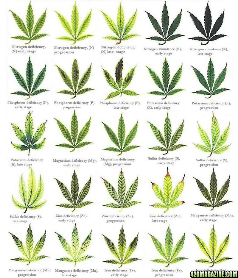 marijuana-deficiencies1.jpg