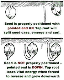 marijuana-seeds-positioning-in-soil1.gif