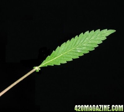 marijuana_life_pic_1_.jpg