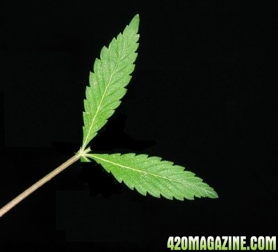 marijuana_life_pic_2_.jpg
