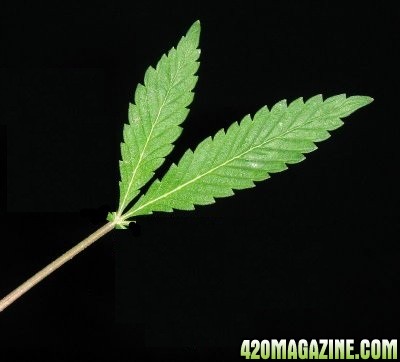 marijuana_life_pic_2r_.jpg