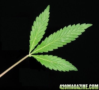 marijuana_life_pic_3_.jpg