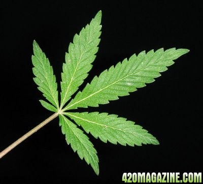 marijuana_life_pic_5_.jpg