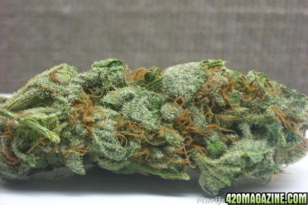 marijuanabud.jpg