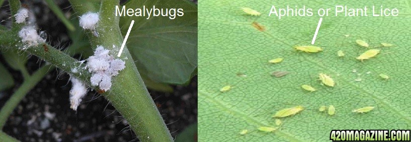 mealybugs_and_aphids.jpg