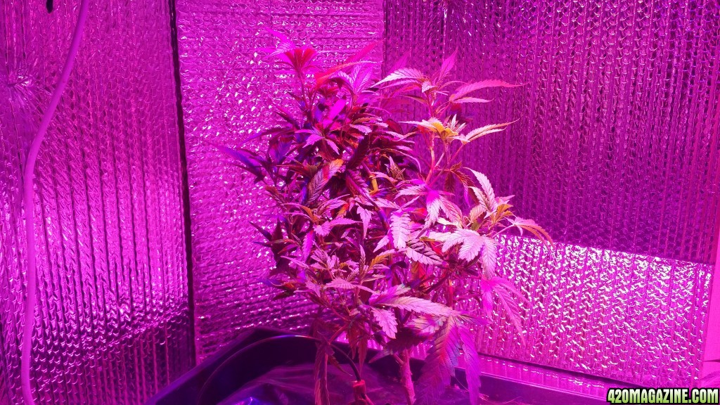 more_LST_day2_-_10.jpg