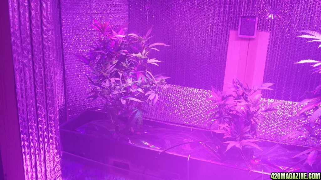 more_LST_day2_-_3_Richtone_HDR_.jpg