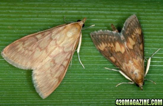 moth-female-male.jpg