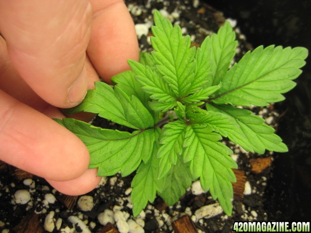 mutant_split_leaf_plant.jpg