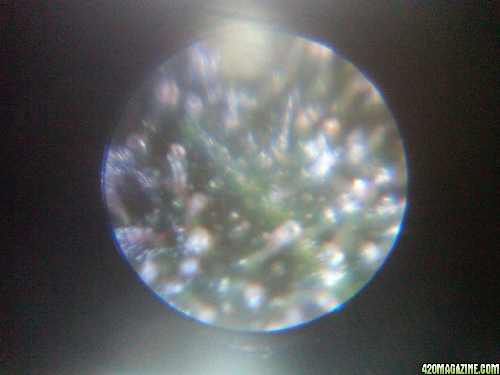 my_2nd_try_at_a_shot_of_my_trichs_on_Xena.jpg