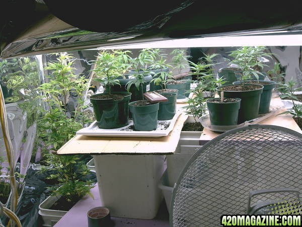 my_new_batch_of_clones_2_weeks_potted1.JPG