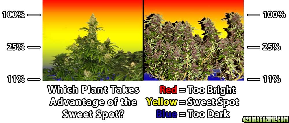 natural-vs-lst-cannabis-sweet-spot.jpg