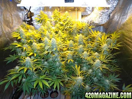 nebula-manifold-cannabis-yields-sm.jpg