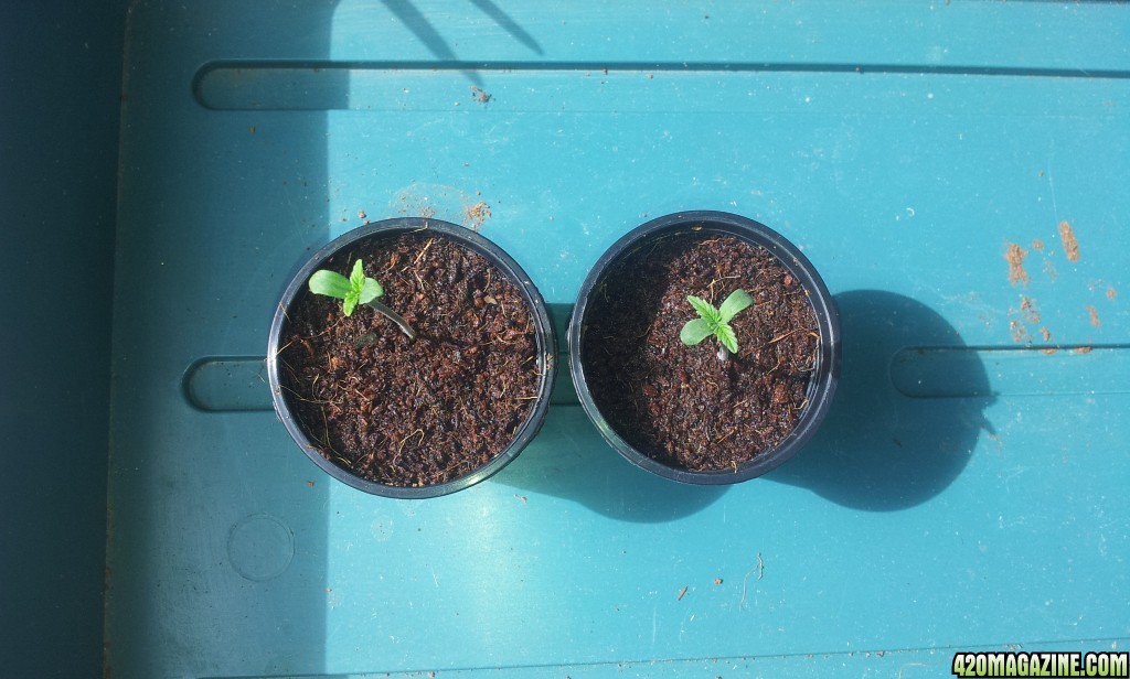 new_grow_sprouts_1_.jpg