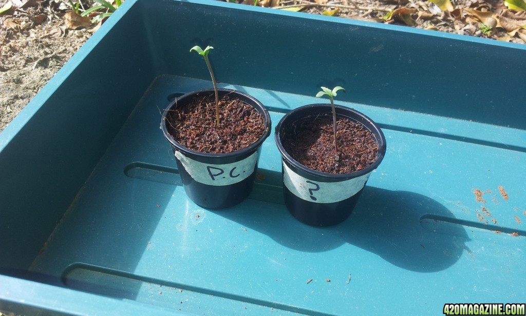 new_grow_sprouts_2_.jpg