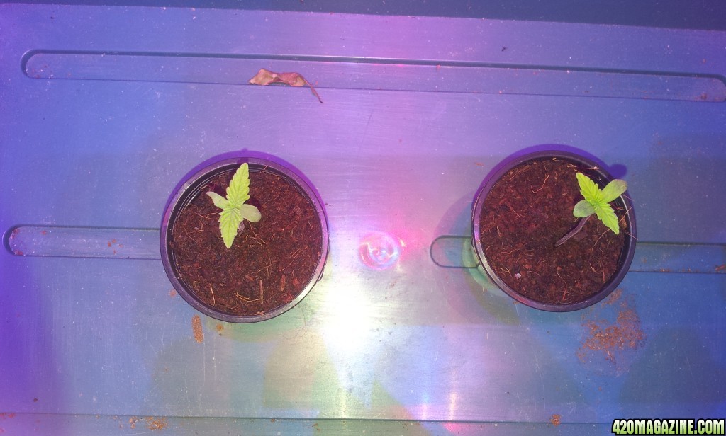 new_grow_sprouts_3_.jpg