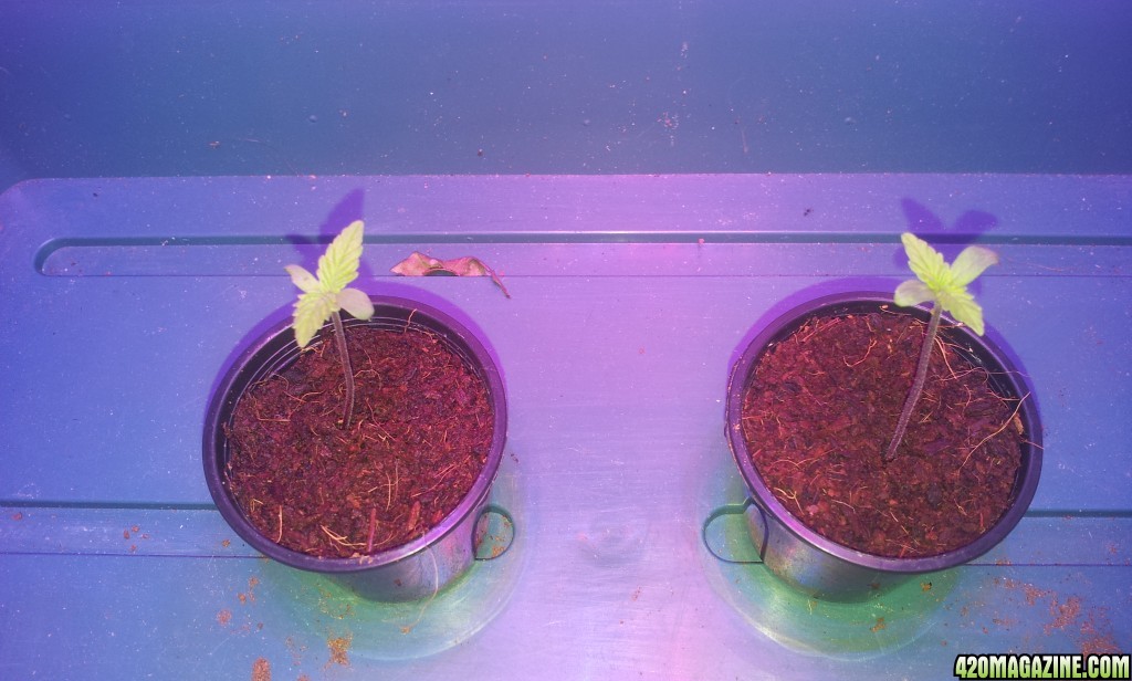 new_grow_sprouts_4_.jpg