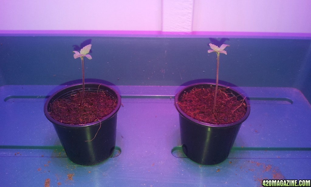 new_grow_sprouts_5_.jpg