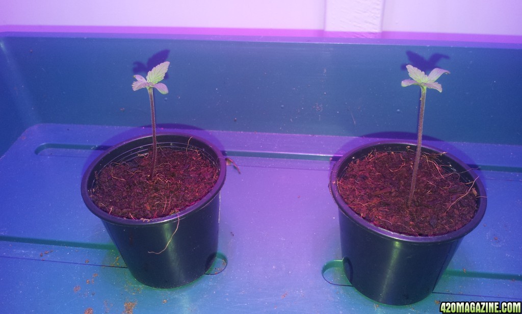 new_grow_sprouts_6_.jpg
