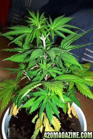nitrogen-deficiency-cannabis-sm.jpg