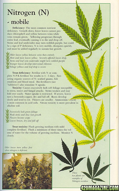 nitrogen-info-marijuana.jpg