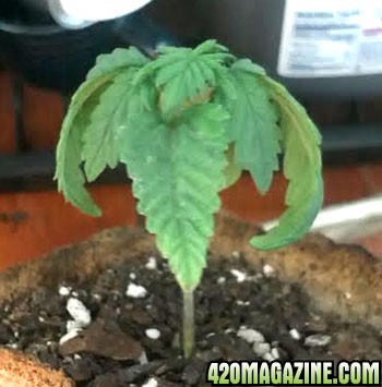 overwatered-marijuana-seedling.jpg