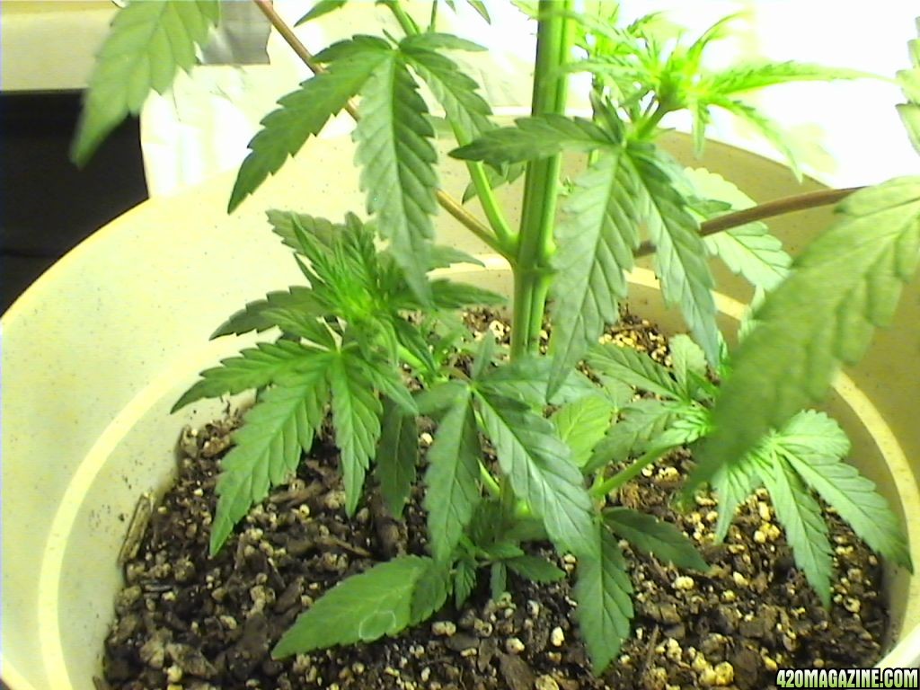 plant1-5.JPG