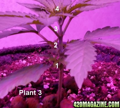 plant_332.jpg