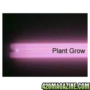 plant_grow.jpg