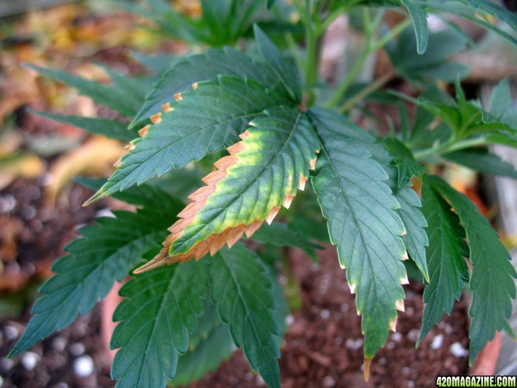 марихуана проблемы с листьями