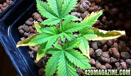 potassium-deficiency-young-cannabis-sm.jpg