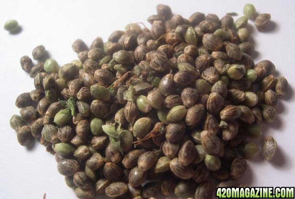 ready-for-germinating-marijuana-seeds.jpg