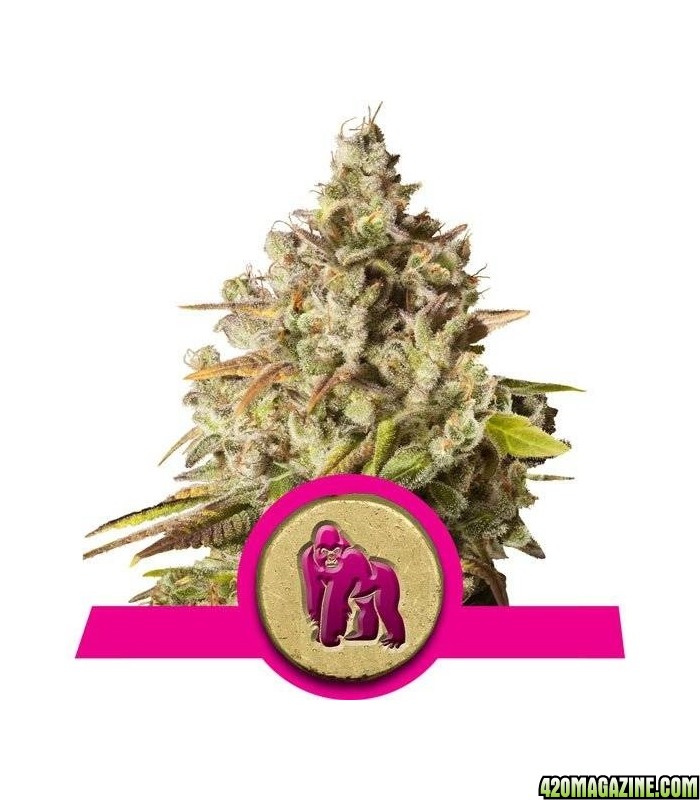 royal-gorilla-royal-queen-seeds-feminiseret-cannabisfro.jpg