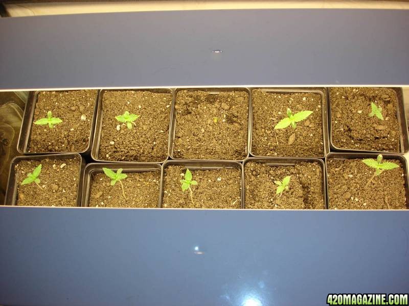 seedlings1.jpg