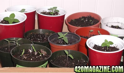 seedlings18.jpg