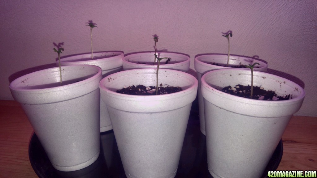 seedlings20160822.jpg