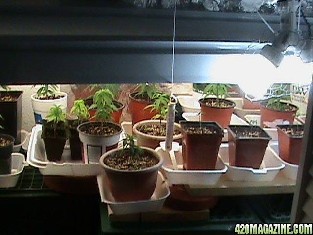 seedlingsInNewHome-06.jpg