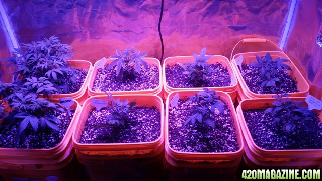 seedlings_new_home_7-25.jpg