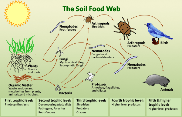 soil_web.gif