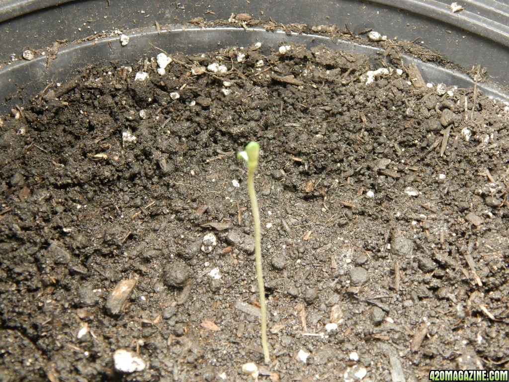 sprout20.JPG