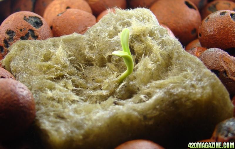 sprout_day1.jpg