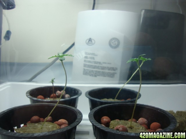 sprouts001.JPG