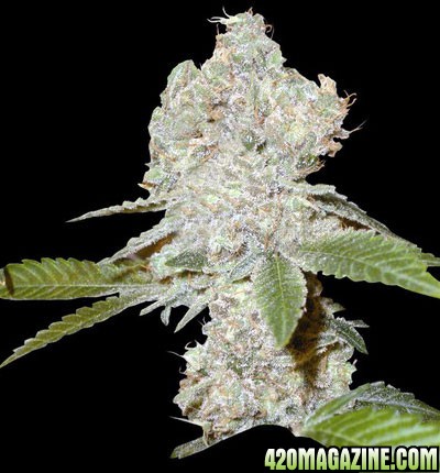 strawberry-blue-cannabis-seeds.jpg