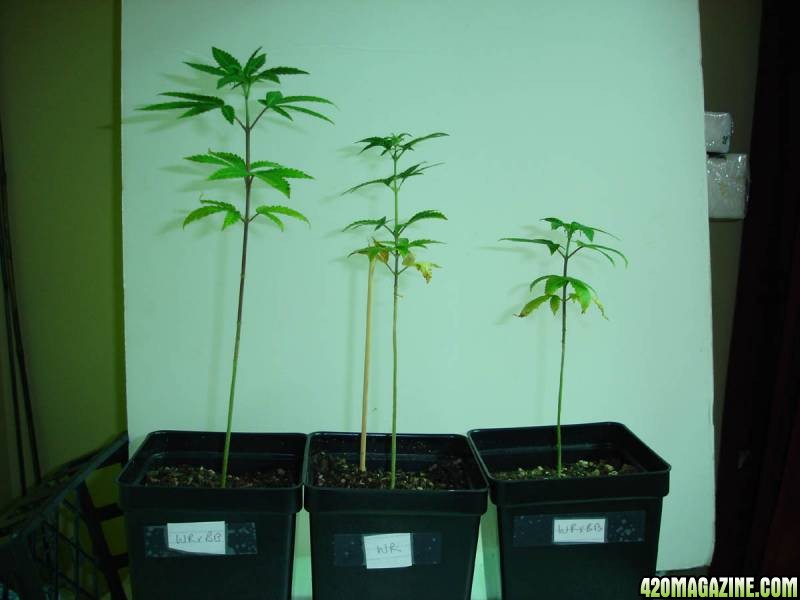 the_3_seedlings.jpg