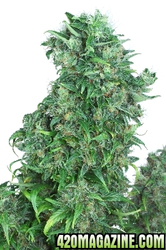 think_different_front_dutch_passion_bud_20120525154510_1_.jpg