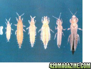 thrips-in-stages2.jpg