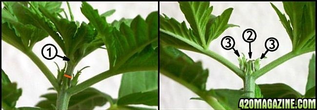 topping-marijuana-plant2.jpg