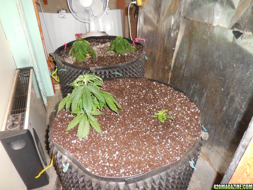 transplanting_the_Double_Berry_s_010.jpg